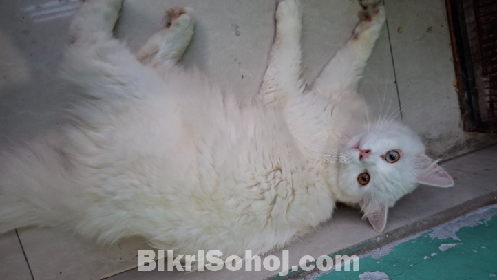 Short hair double  cot Persian Cats